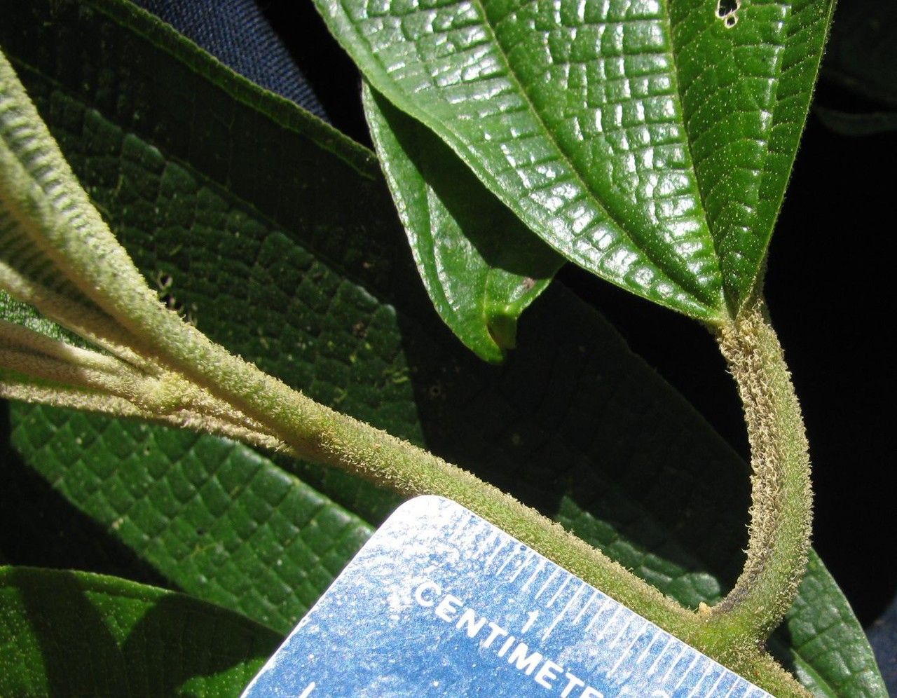 Miconia cremadena bark