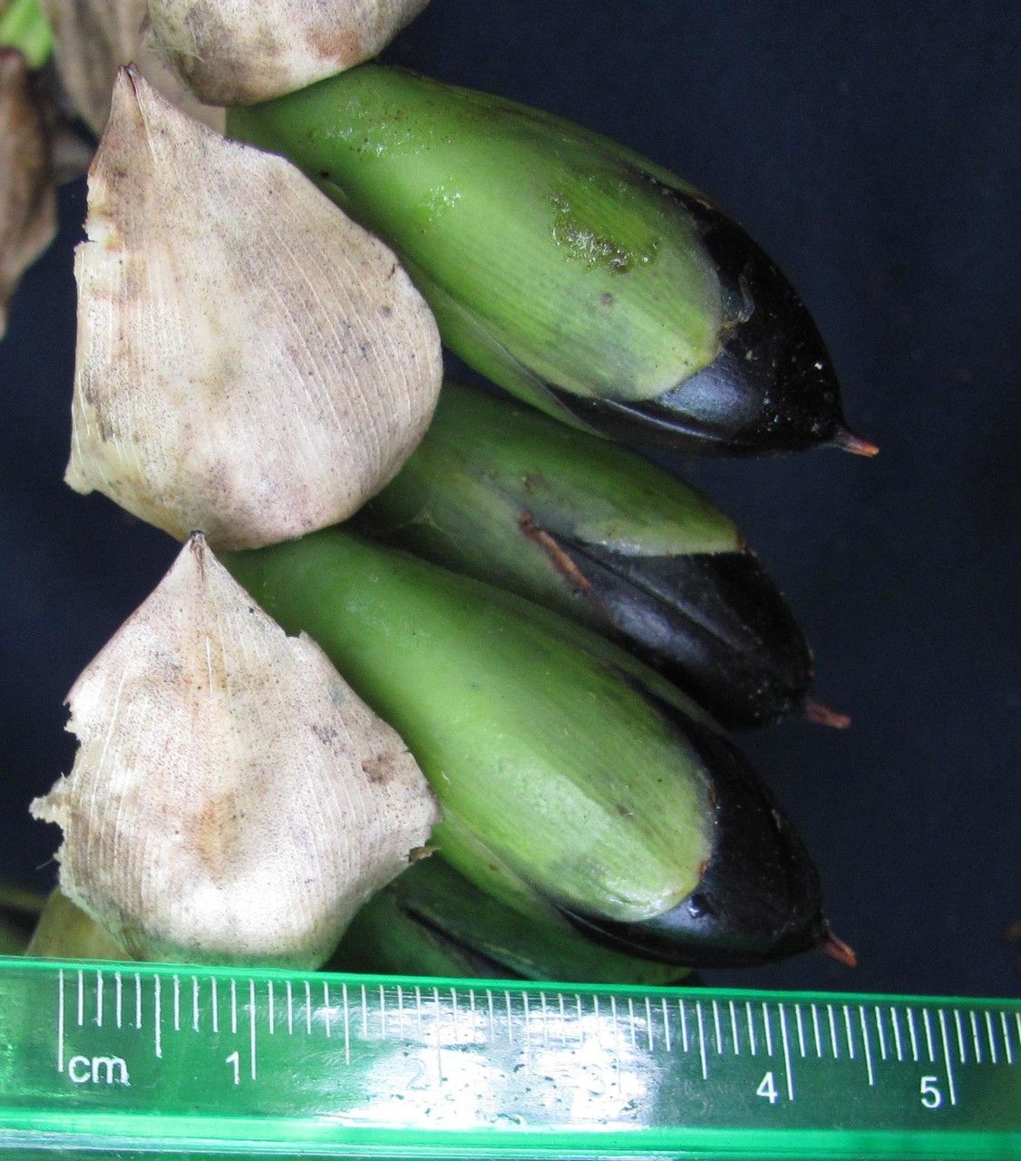 Werauhia werckleana fruit