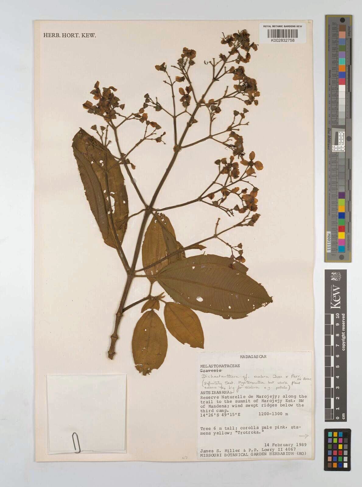 Dichaetanthera scabra — houseplant care guide