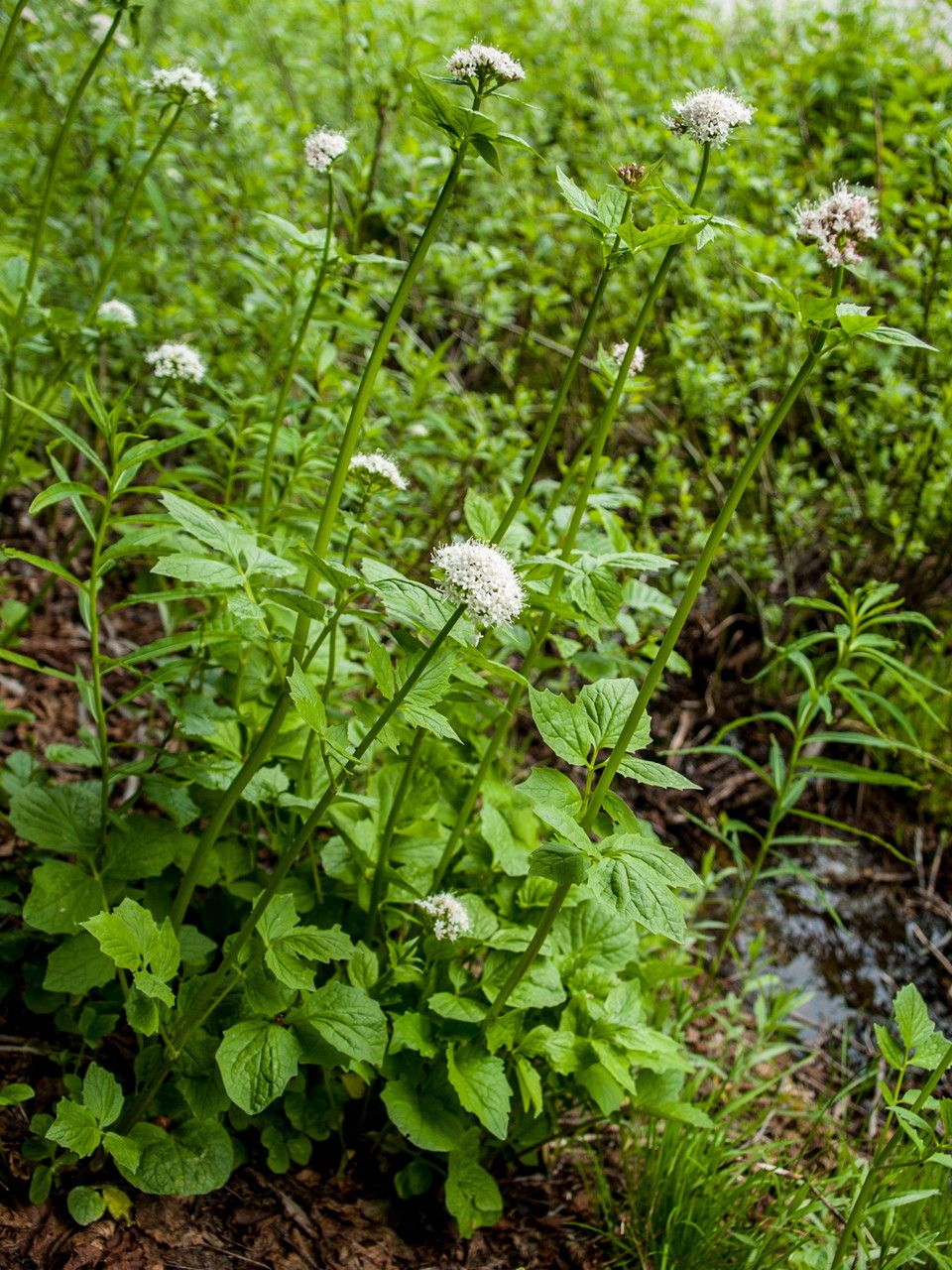 Valeriana sitchensis habit
