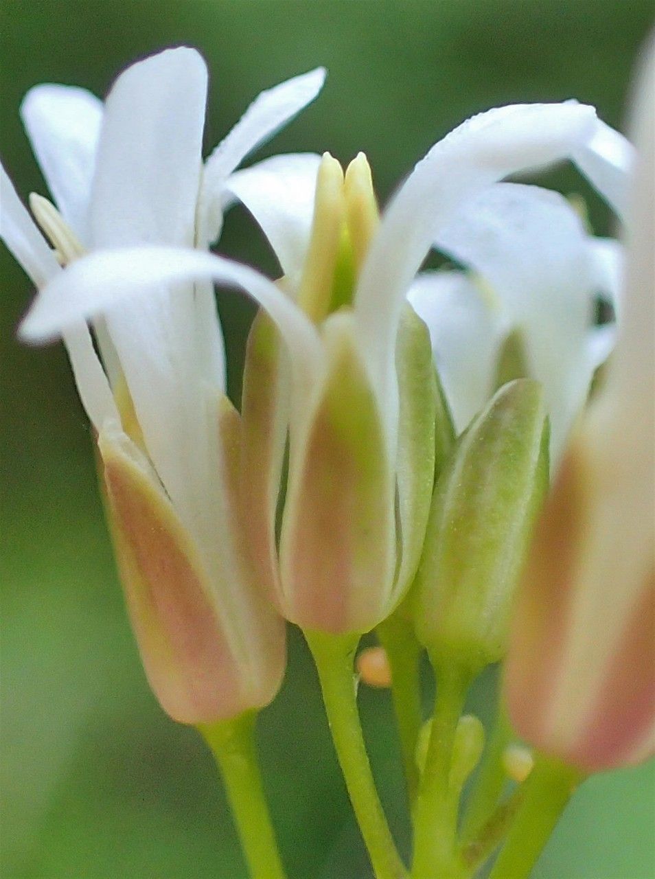 Turritis brassica flower