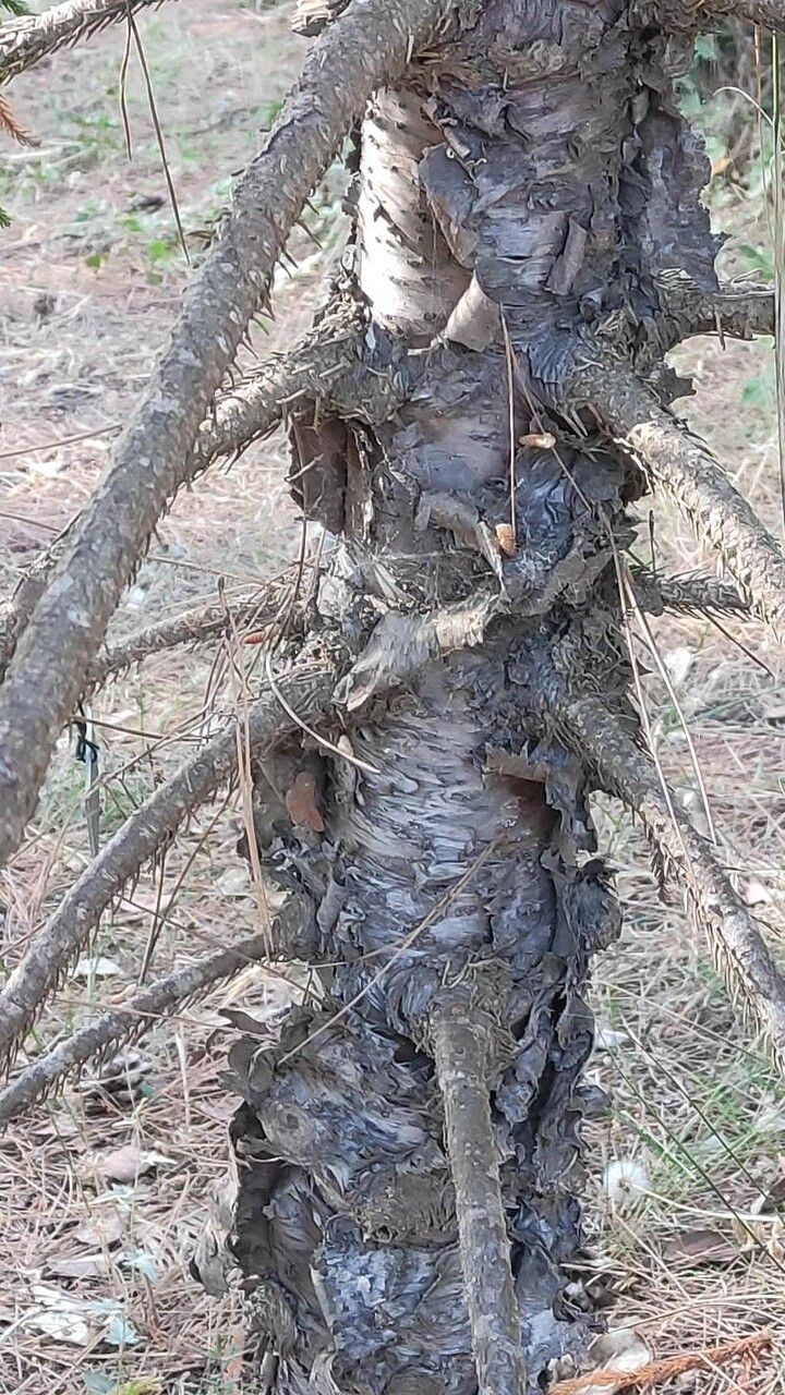 Araucaria luxurians bark