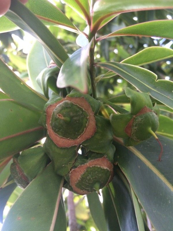 Foetidia mauritiana fruit