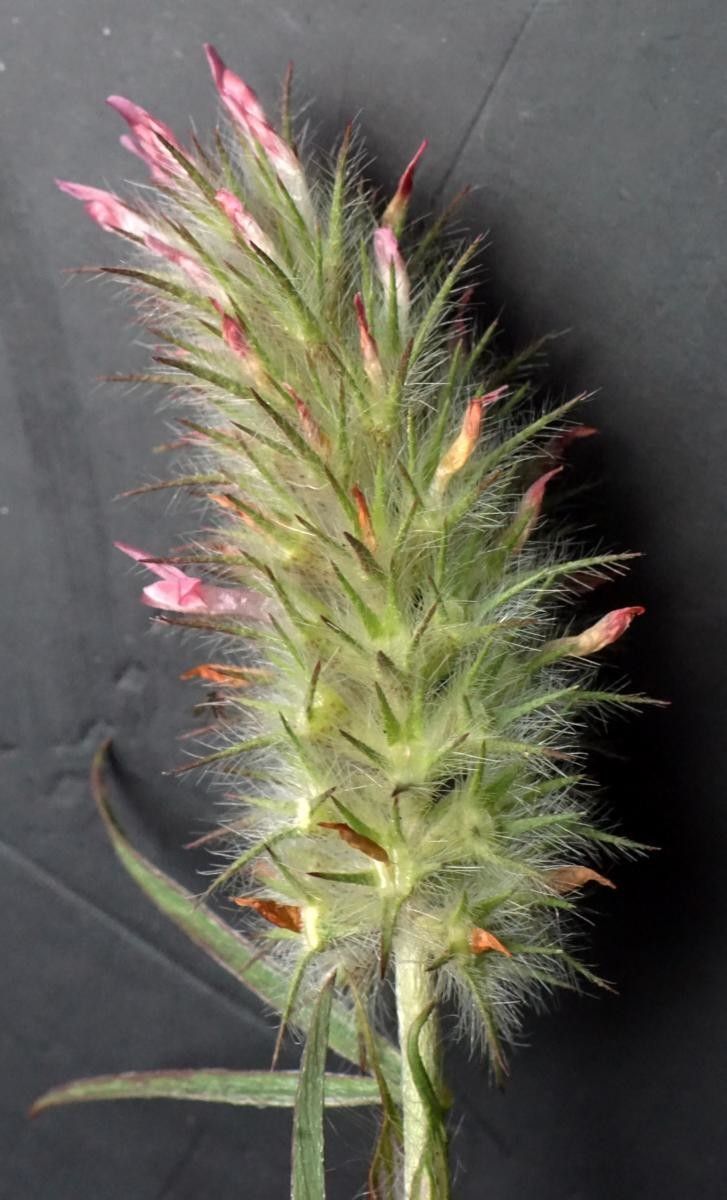 Trifolium infamia-ponertii flower