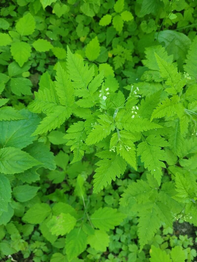 Osmorhiza claytonii — related species from the same genus