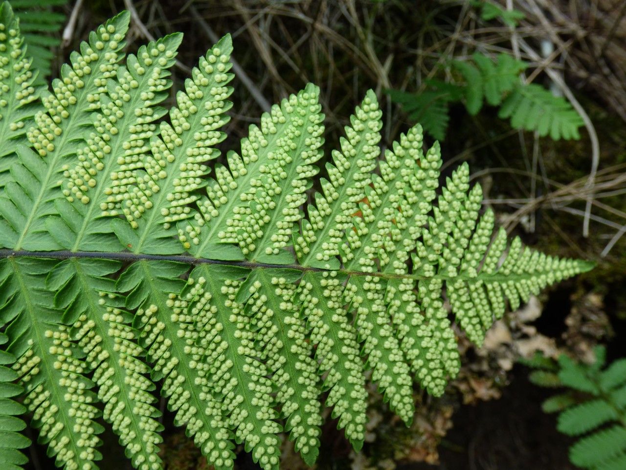 Arthropteris orientalis fruit