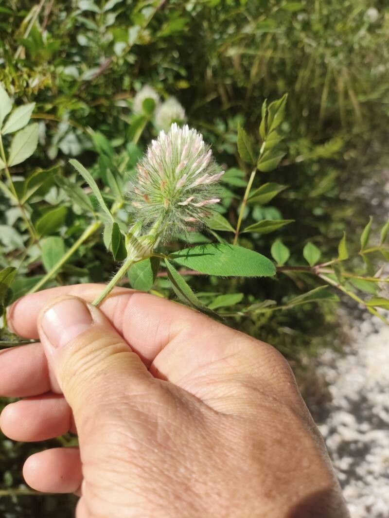 Trifolium diffusum leaf