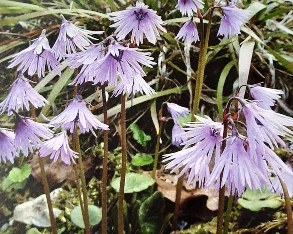 Soldanella haretii — related species from the same genus