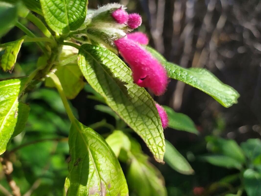 Salvia tortuosa flower