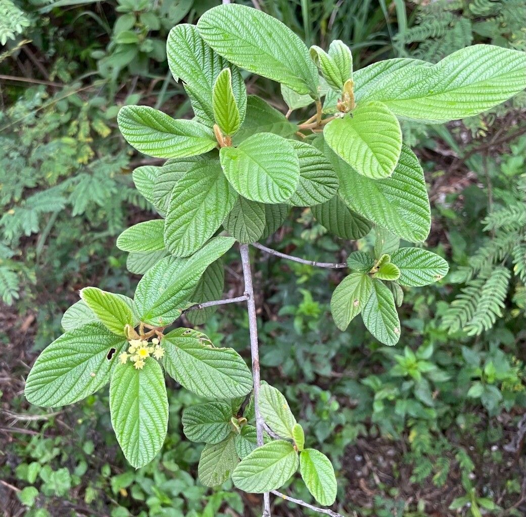 Colubrina cubensis flower