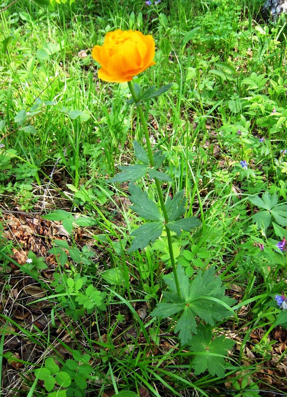 Trollius kytmanovii habit