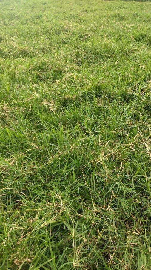 Cynodon plectostachyus habit