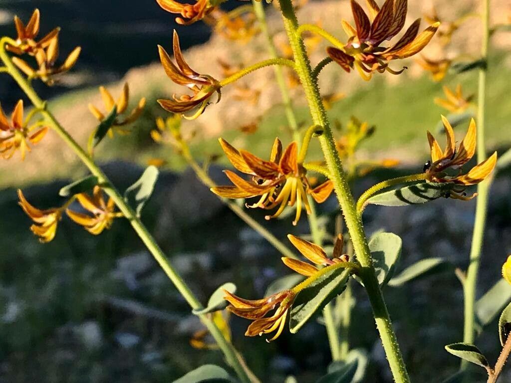 Cleome coluteoides flower