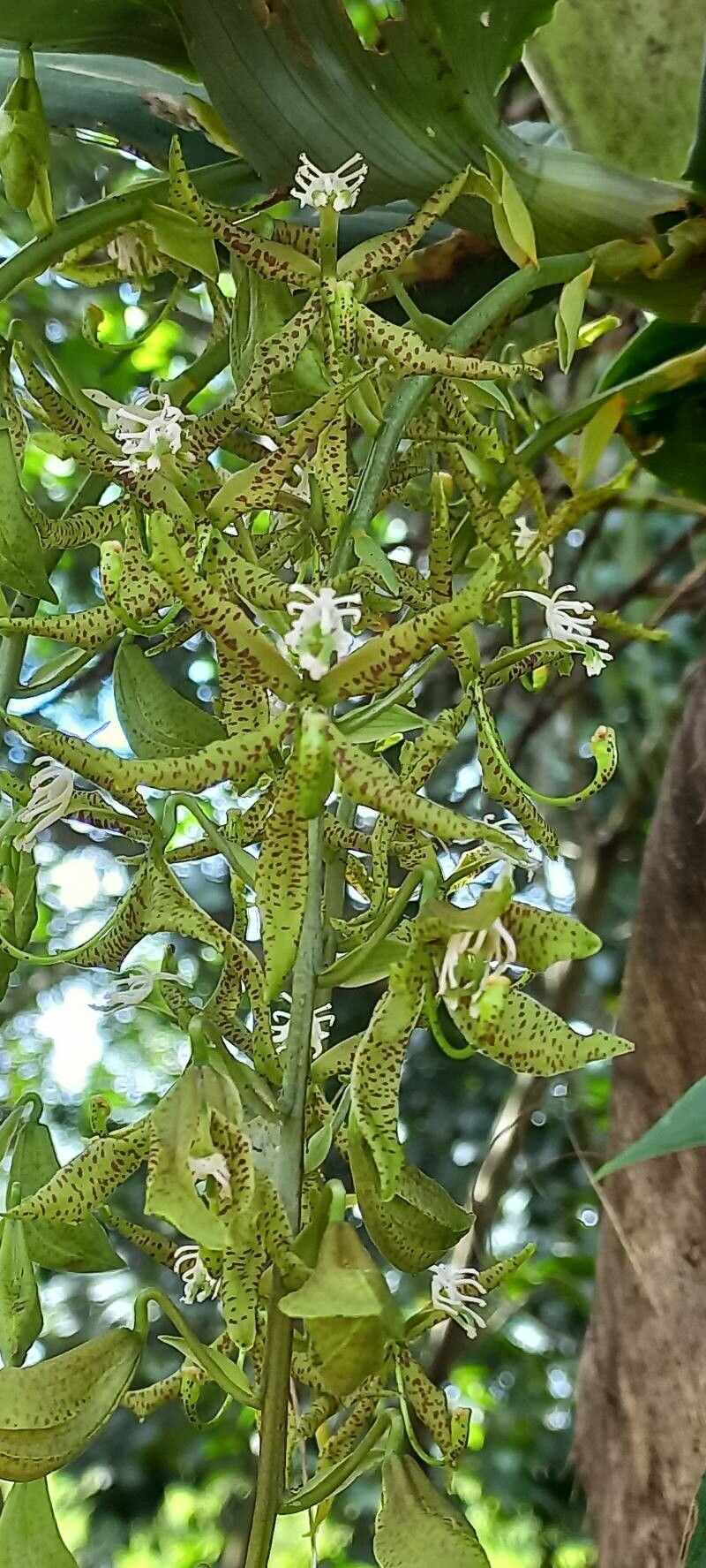 Cycnoches manoelae — related species from the same genus