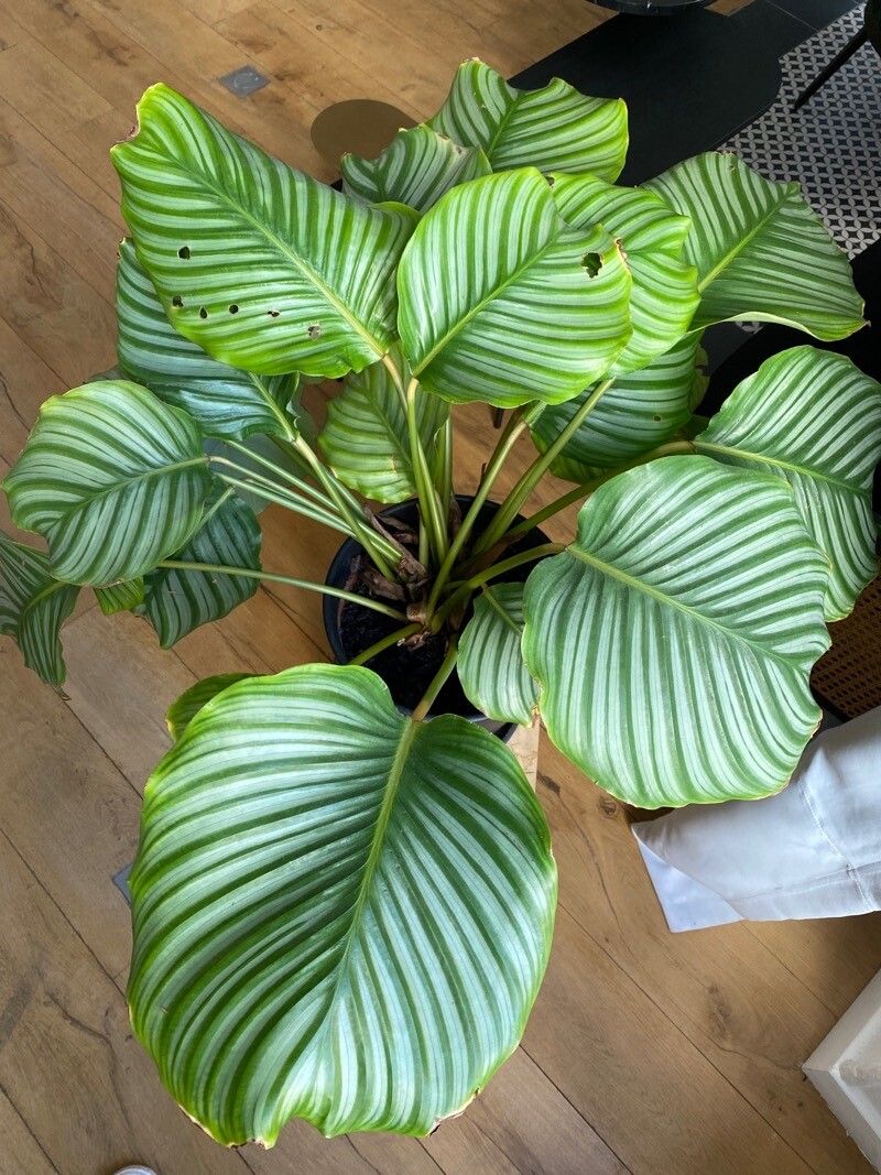 Goeppertia orbifolia habit