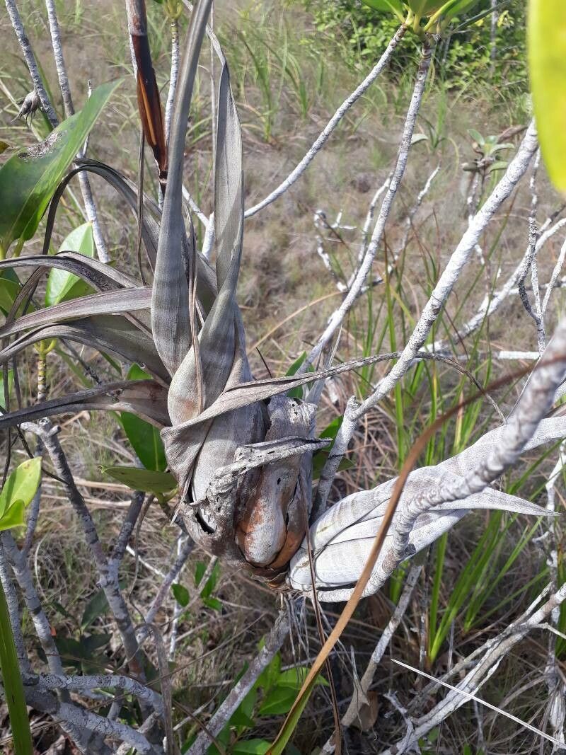 Tillandsia flexuosa — search result for 'Bromeliaceae'