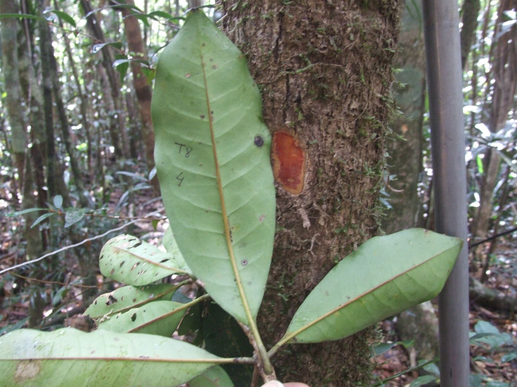 Chionanthus brachystachys habit
