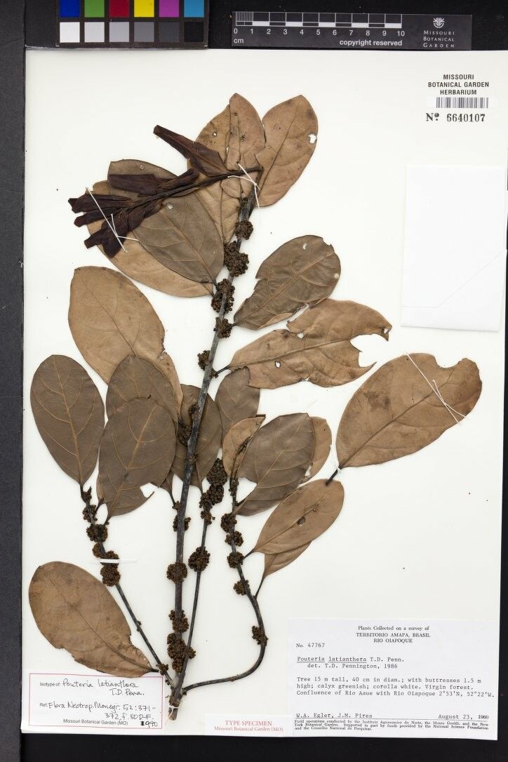 Pouteria latianthera — houseplant care guide