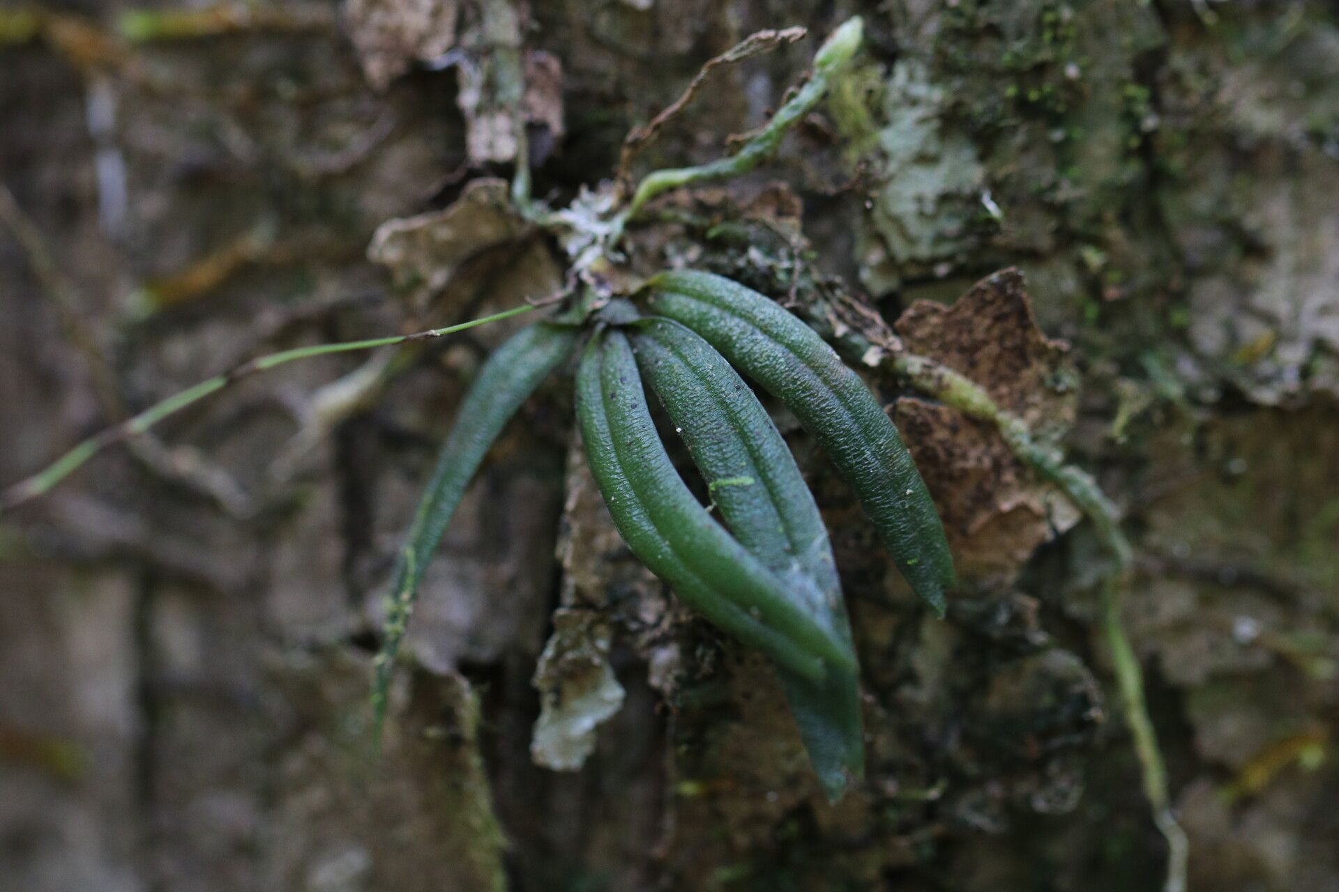 Angraecum rhynchoglossum — houseplant care guide