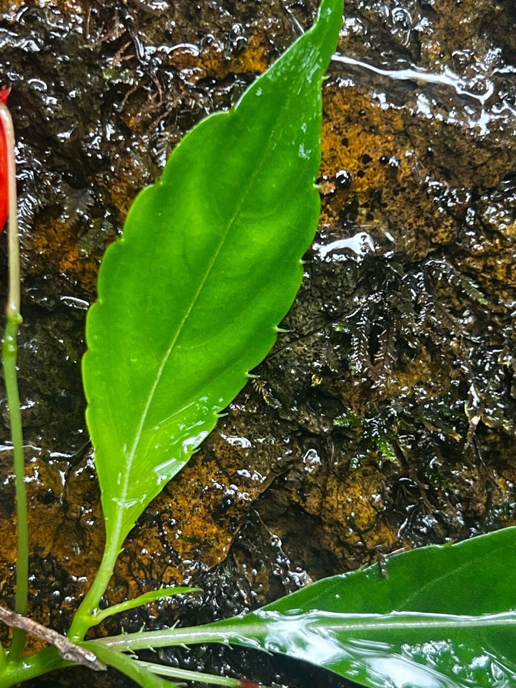 Impatiens manteroana — houseplant care guide