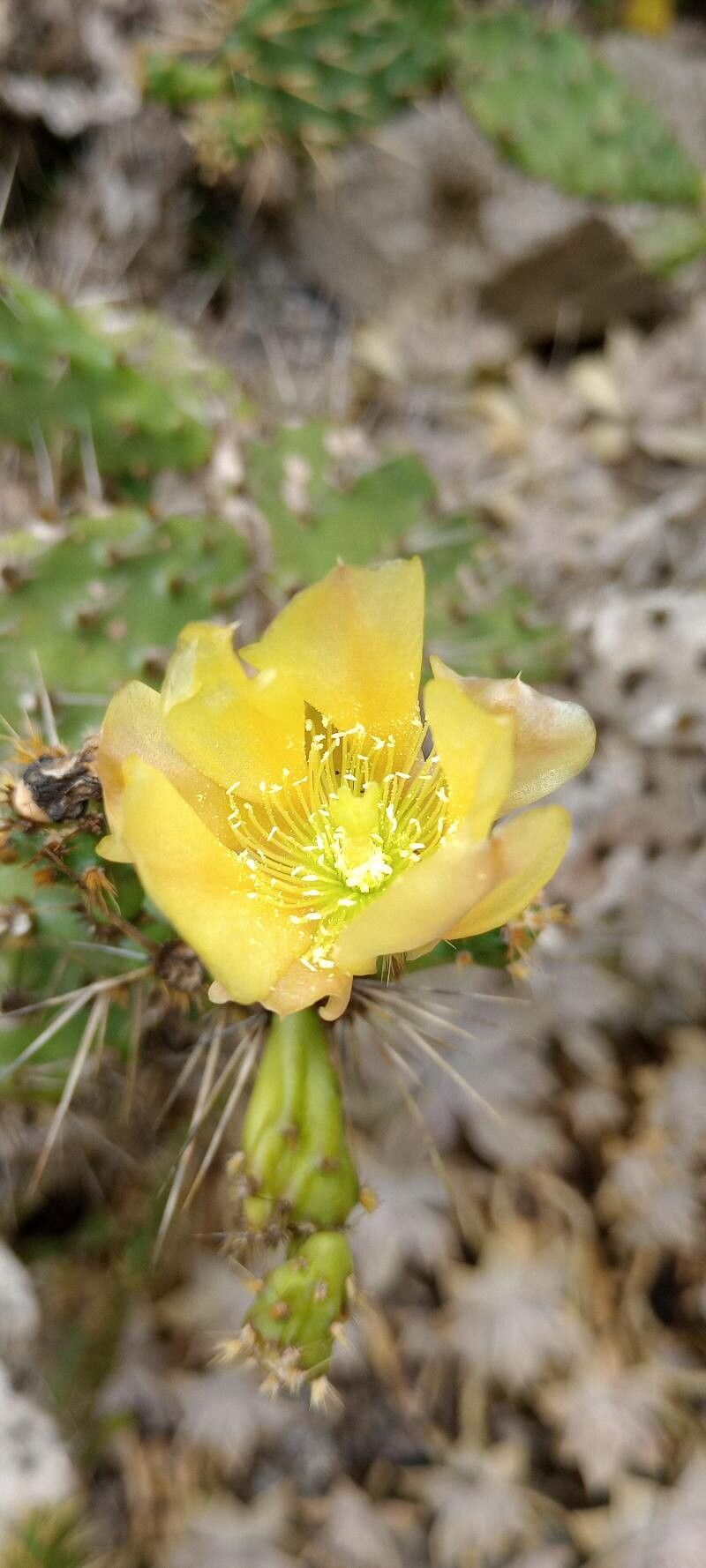 Opuntia pubescens flower
