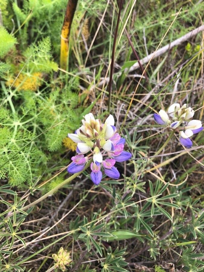 Lupinus variicolor — search result for 'Lupinus'