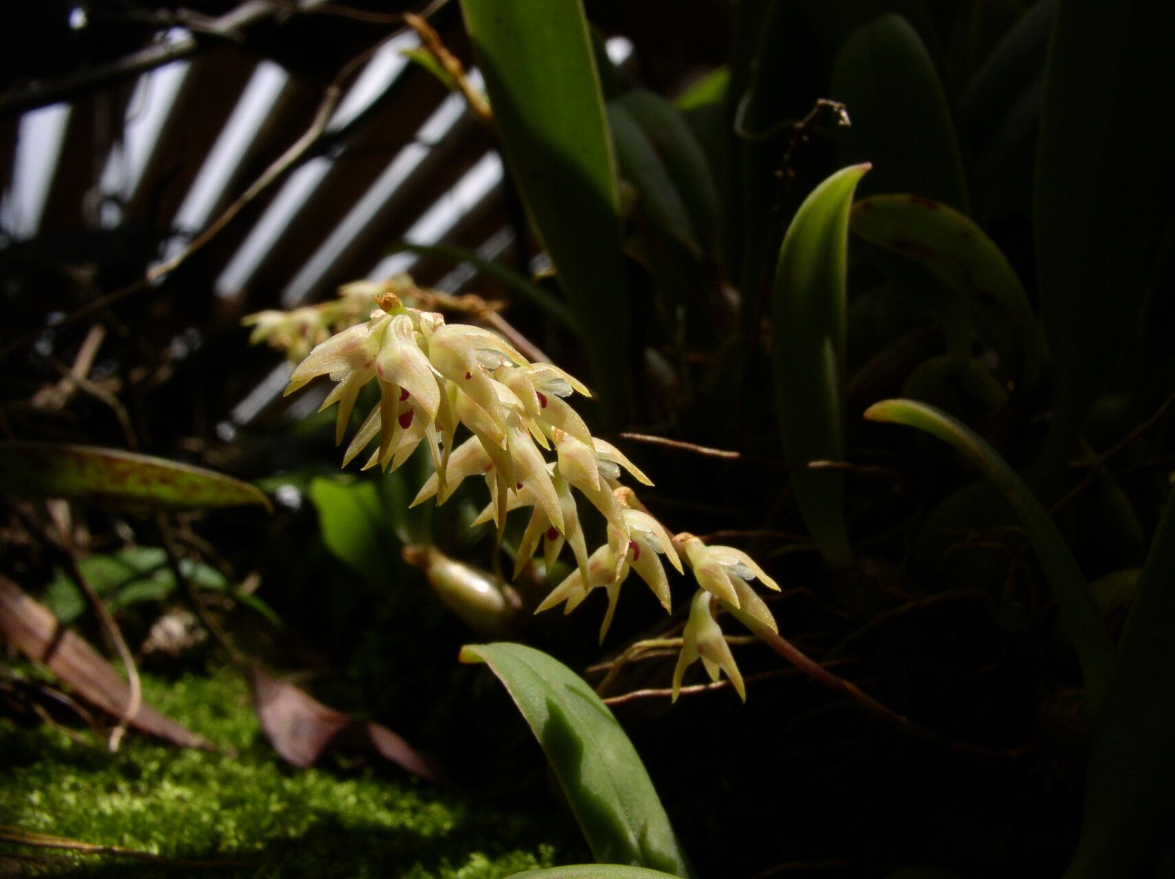 Bulbophyllum pumilum flower