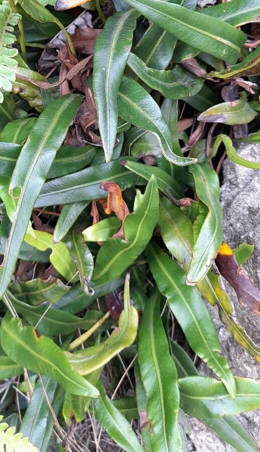 Elaphoglossum gayanum habit