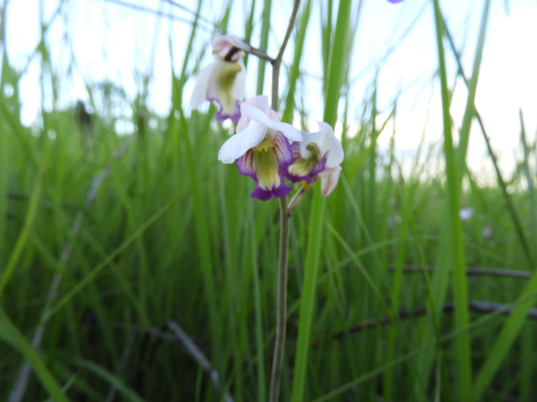 Eulophia calantha flower