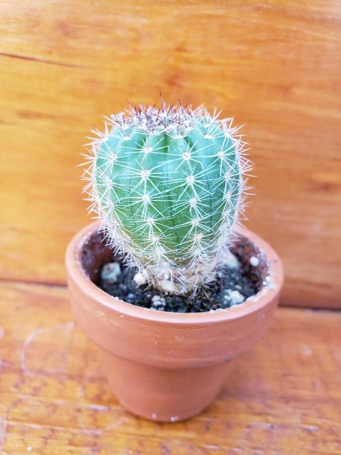 Echinopsis aurea habit
