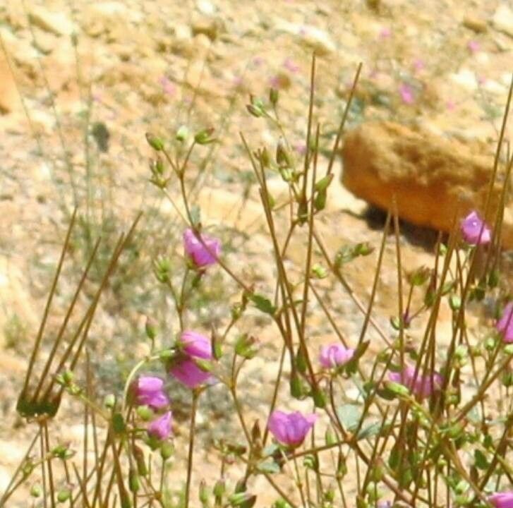 Erodium glaucophyllum flower