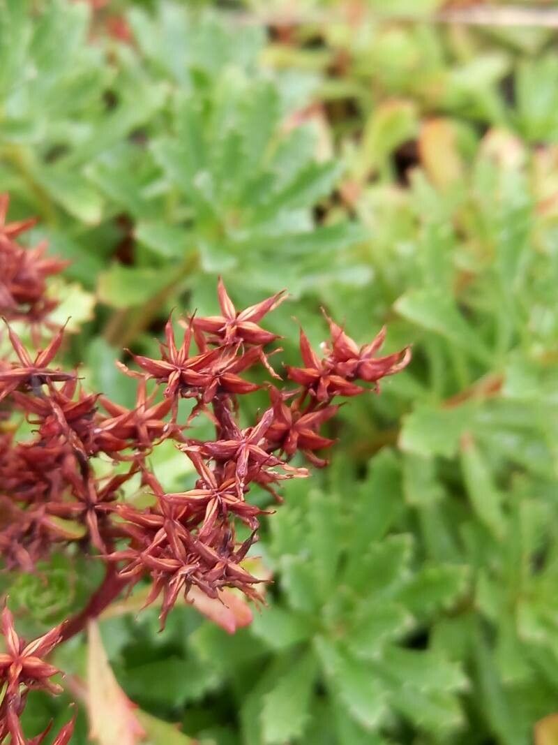 Sedum kamtschaticum fruit