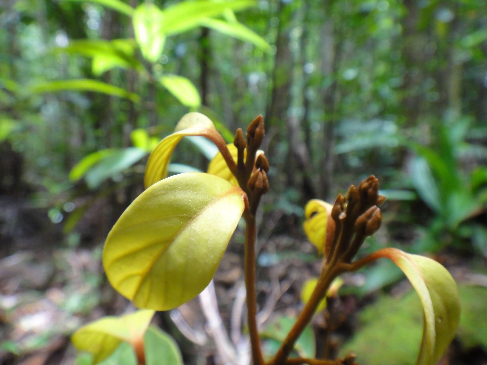 Cryptocarya longifolia — houseplant care guide