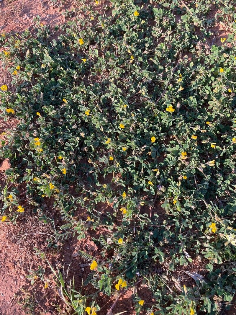 Medicago doliata — search result for 'Medicago'