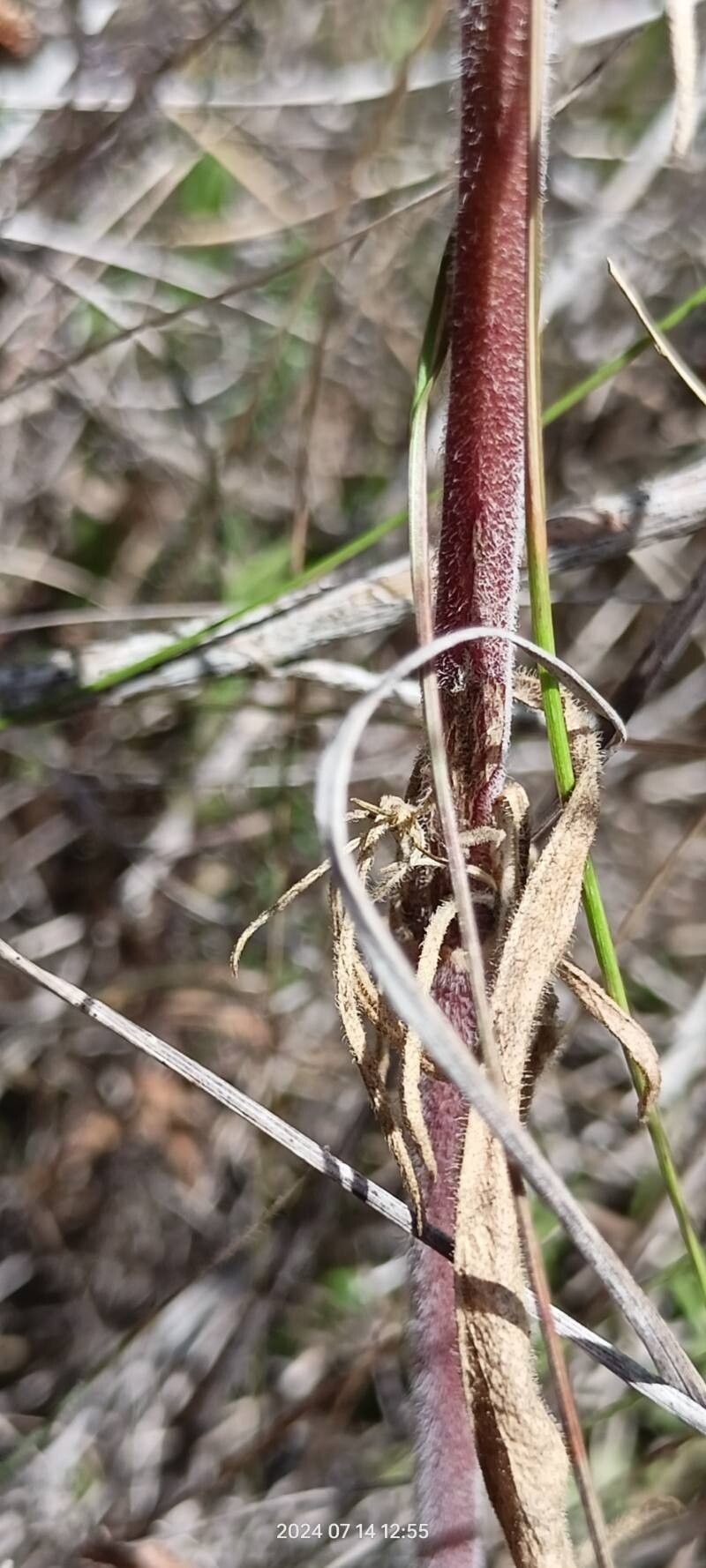 Silene wolgensis bark