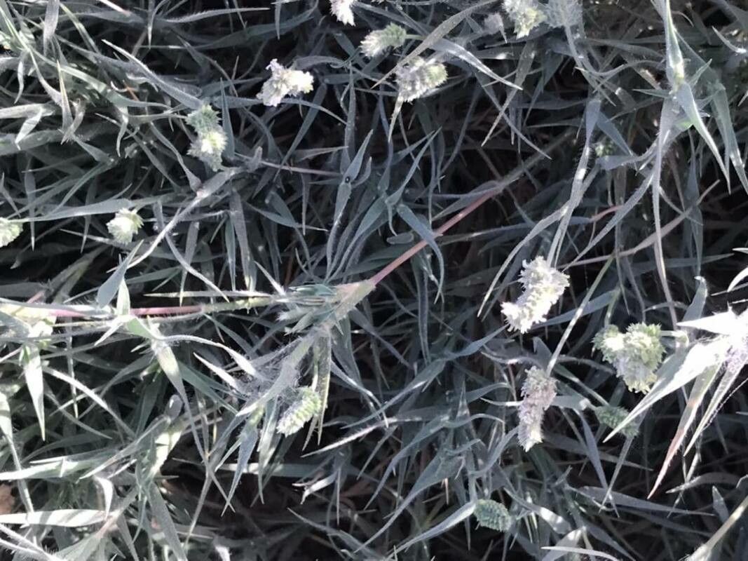 Aeluropus lagopoides habit