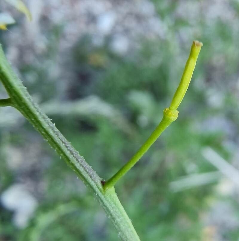 Sisymbrella aspera fruit