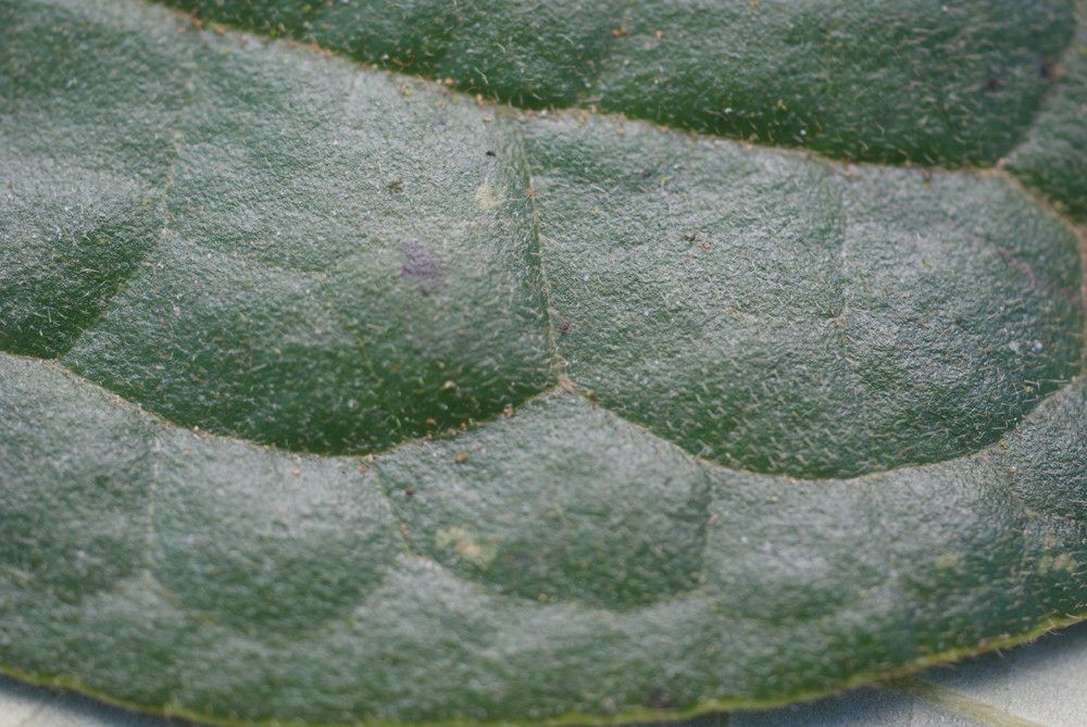 Monimia ovalifolia — related species from the same genus