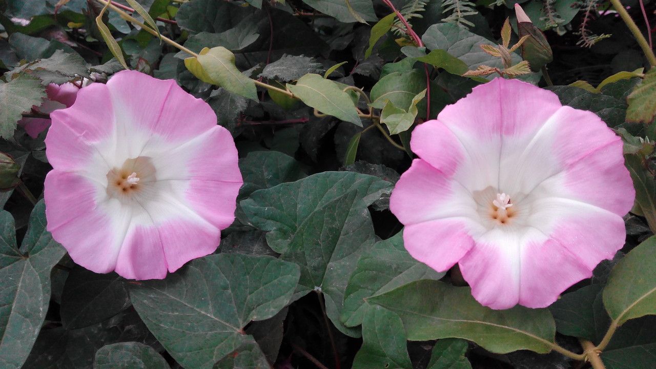 Convolvulus betonicifolius habit