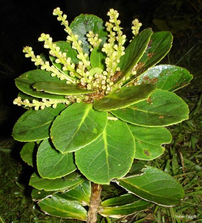 Symplocos paniensis — houseplant care guide