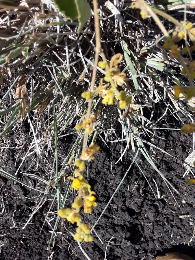 Triumfetta flavescens flower