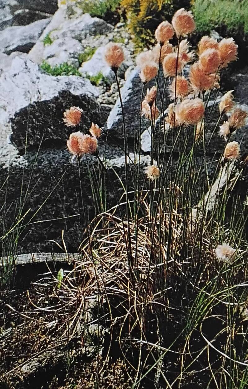 Eriophorum chamissonis — related species from the same genus