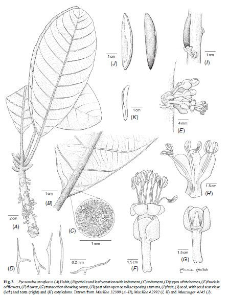 Pycnandra atrofusca — related species from the same genus