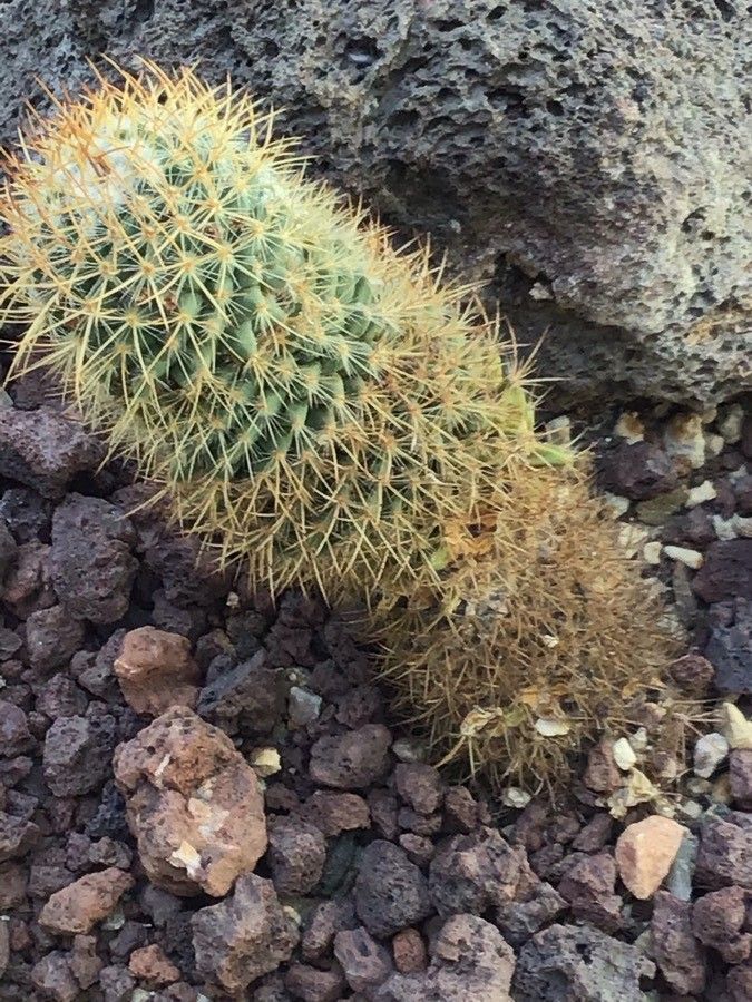 Mammillaria backebergiana — search result for 'Mammillaria'