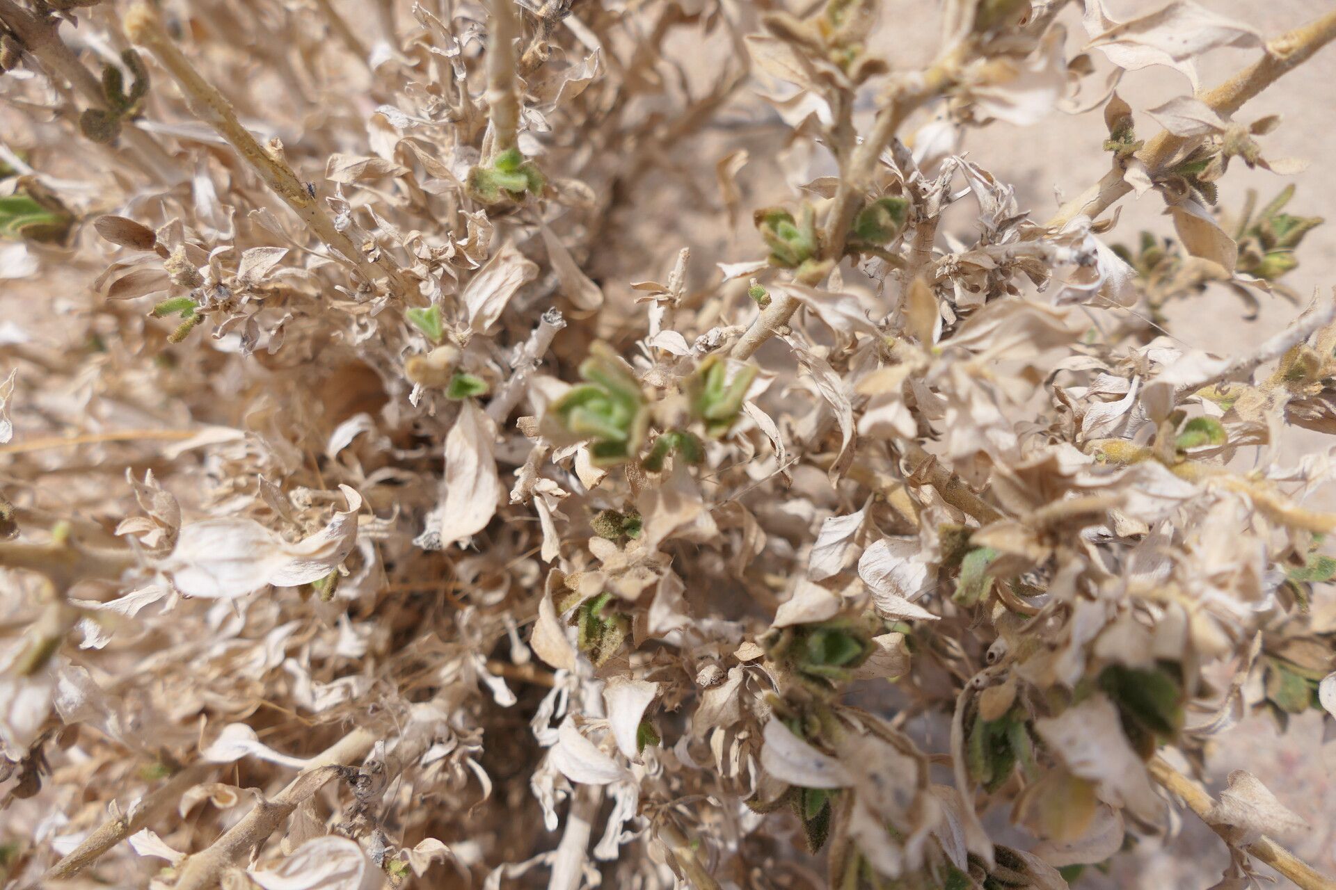 Petalidium setosum habit