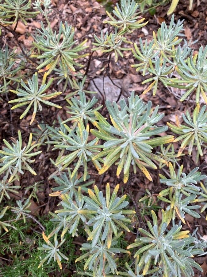 Eriogonum arborescens — search result for 'Eriogonum'