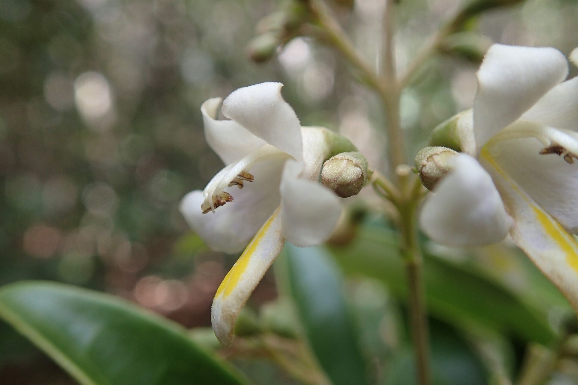 Gmelina evoluta — related species from the same genus