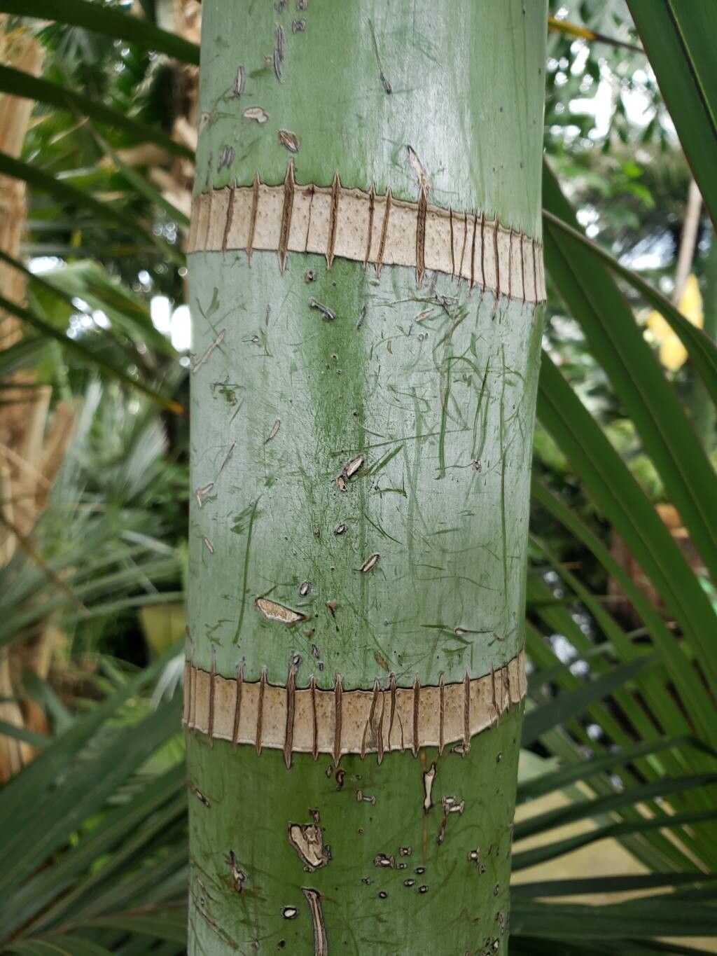 Bentinckia nicobarica bark