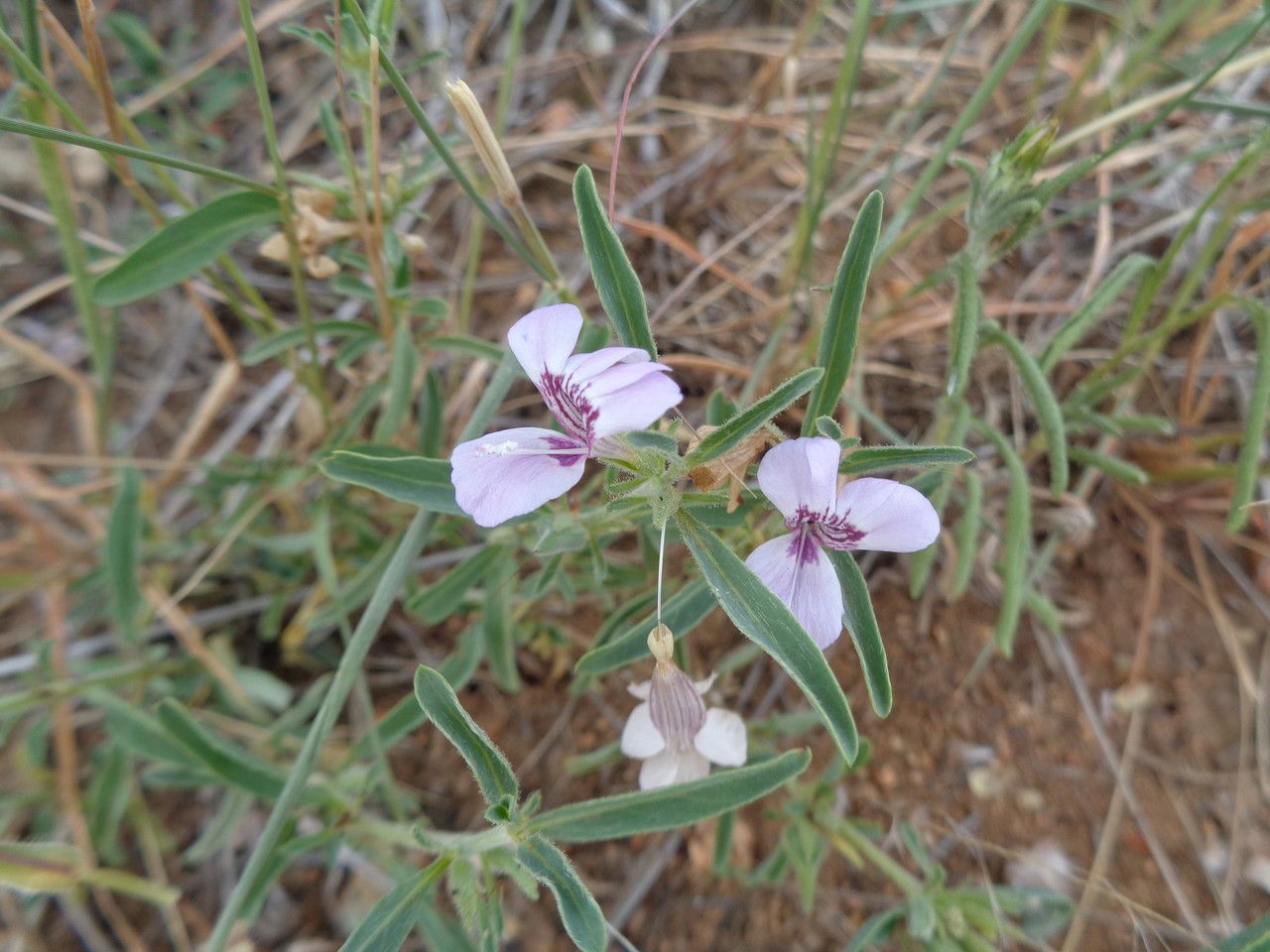 Barleria angustiloba other