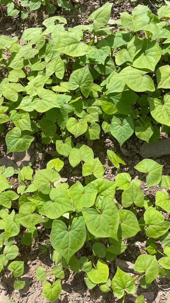 Fagopyrum tataricum — search result for 'and southwest Asia'